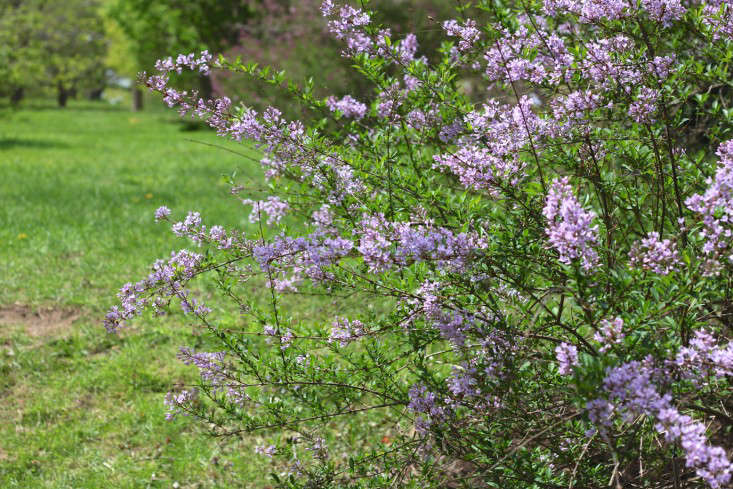 The cut-leaf or fern-leaf Syringa protolaciniata 